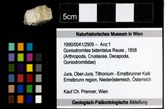 Foto (Objekt + Etiketten) von Goniodromites bidentatus (Reuss, 1858) 